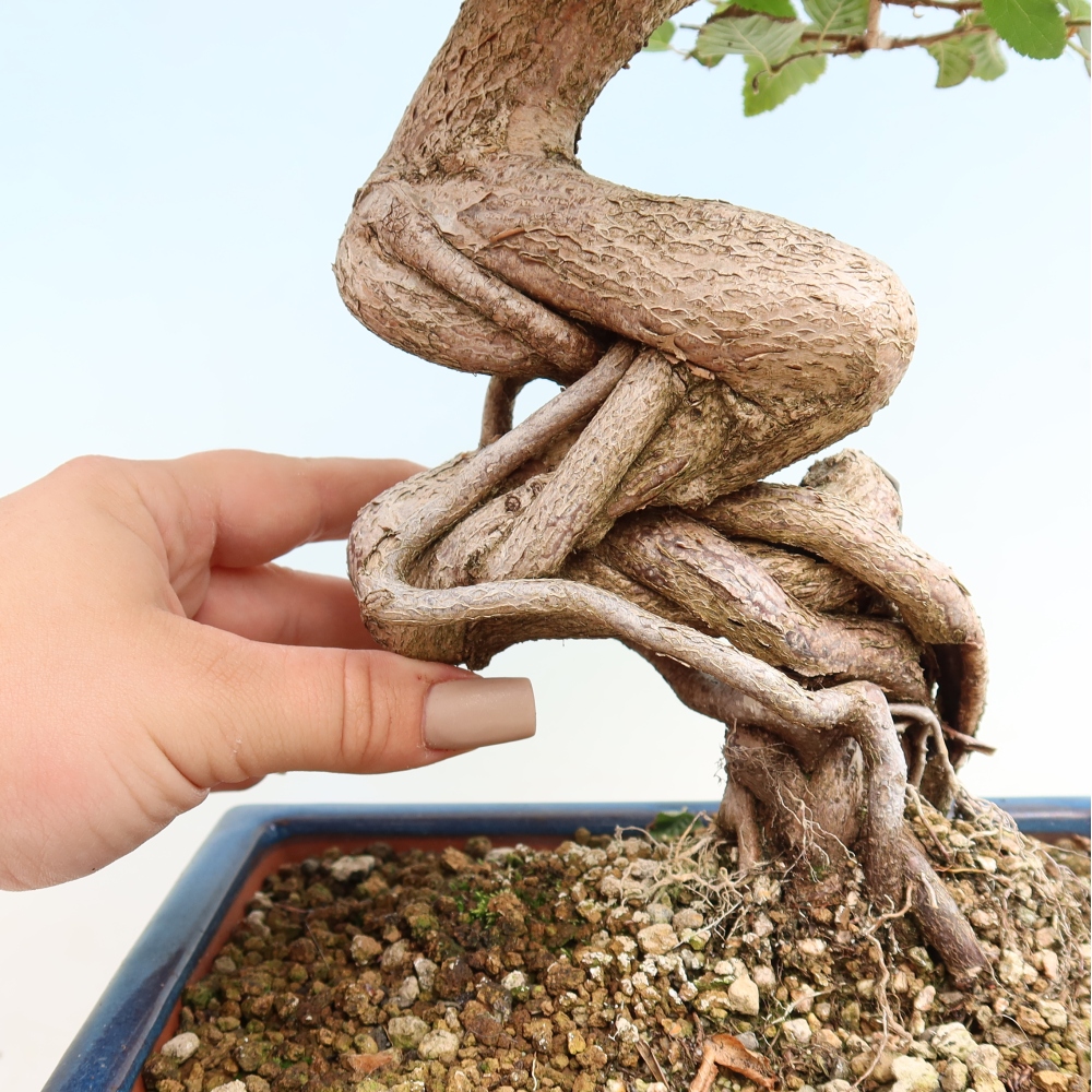 Venkovní bonsai -Carpinus CARPINOIDES - Habr korejský