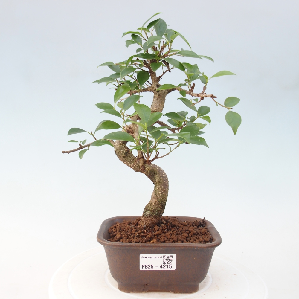 Pokojová bonsai - Ficus retusa -  malolistý fíkus