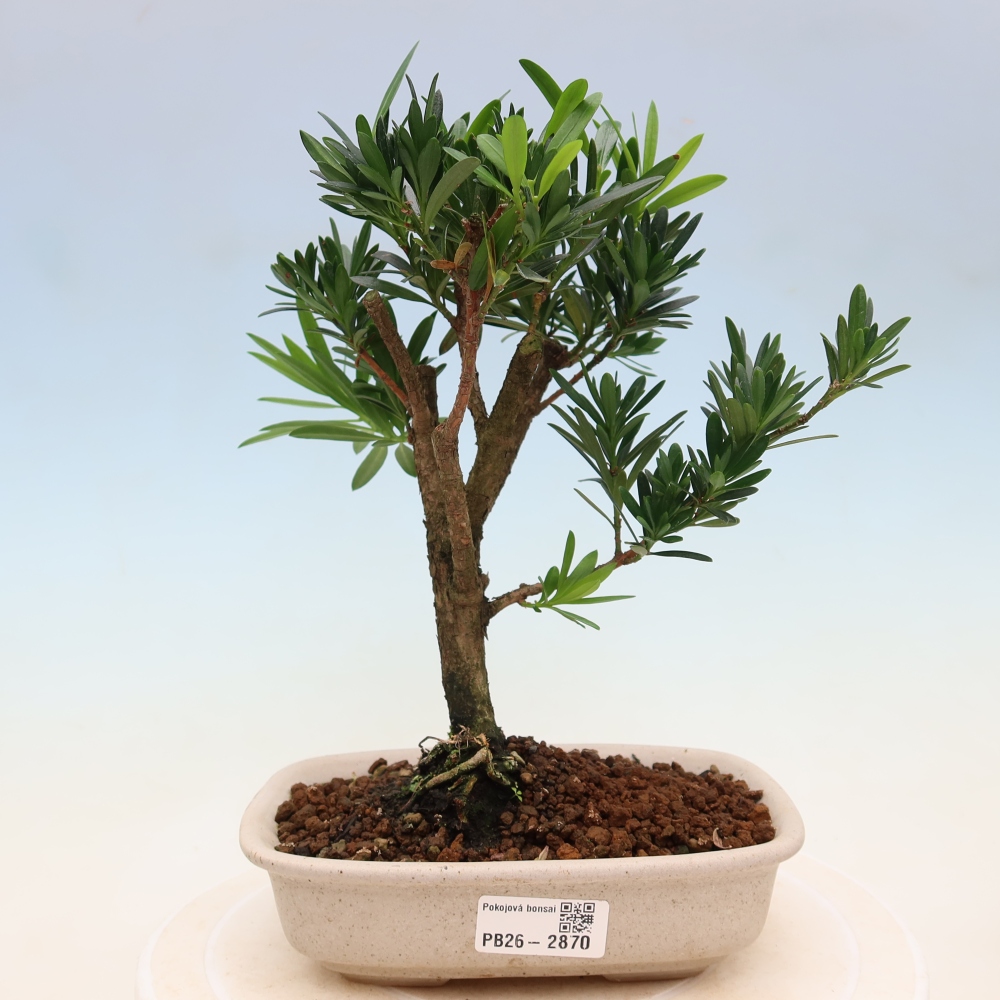 Pokojová bonsai - Podocarpus - Kamenný tis
