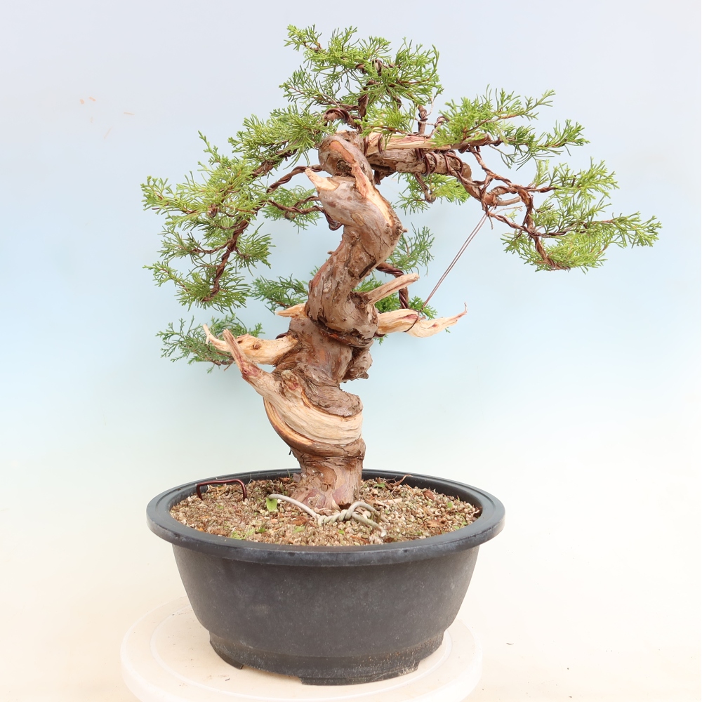 Venkovní bonsai - Juniperus chinensis Itoigawa-Jalovec čínský