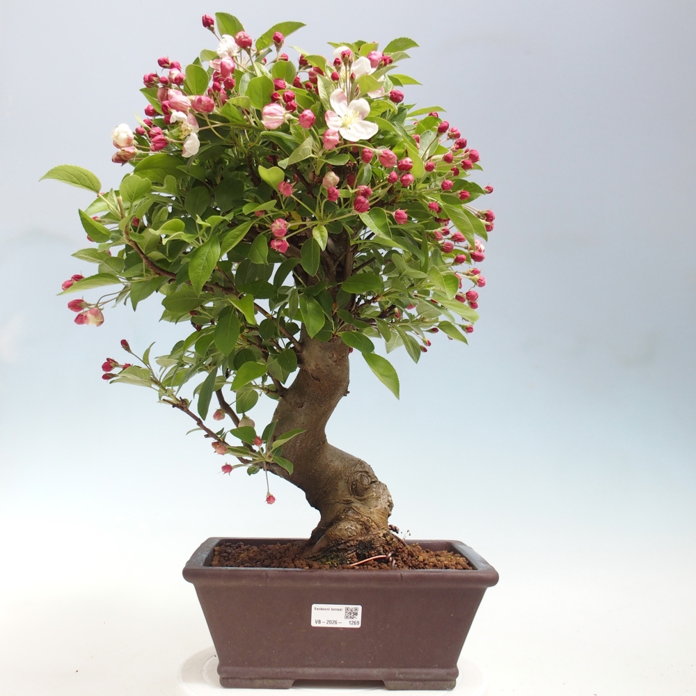 Venkovní bonsai -Malus halliana - Maloplodá jabloň