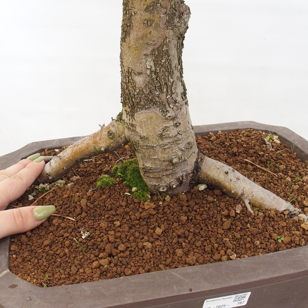 Venkovní bonsai - Hloh - Crataegus monogyna
