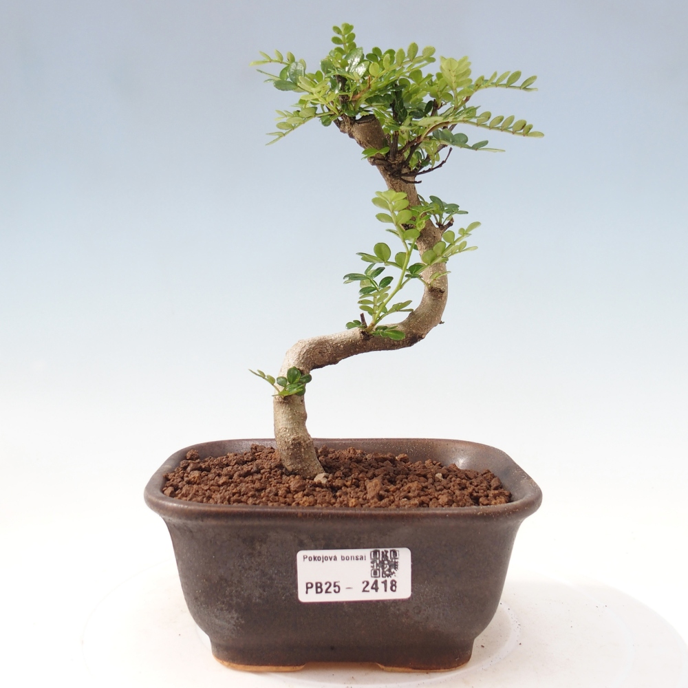 Pokojová bonsai - Zantoxylum piperitum - pepřovník