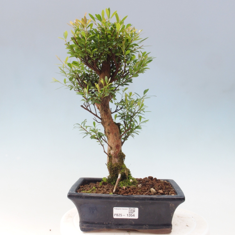 Pokojová bonsai - Syzygium - Pimentovník