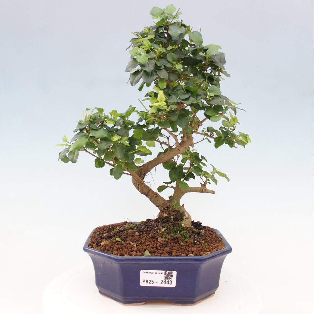 Pokojová bonsai -Ligustrum chinensis - Ptačí zob