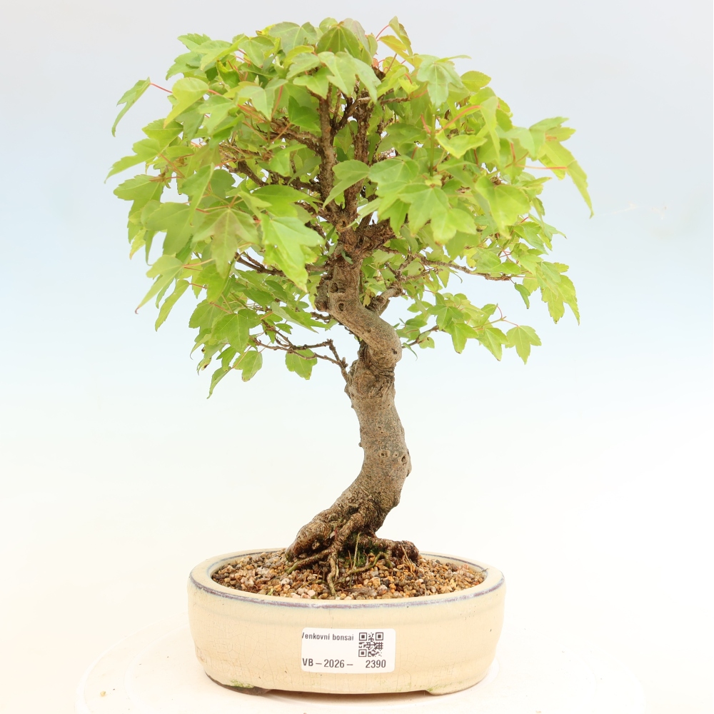 Venkovní bonsai - Javor Burgerův - Acer Burgerianum 