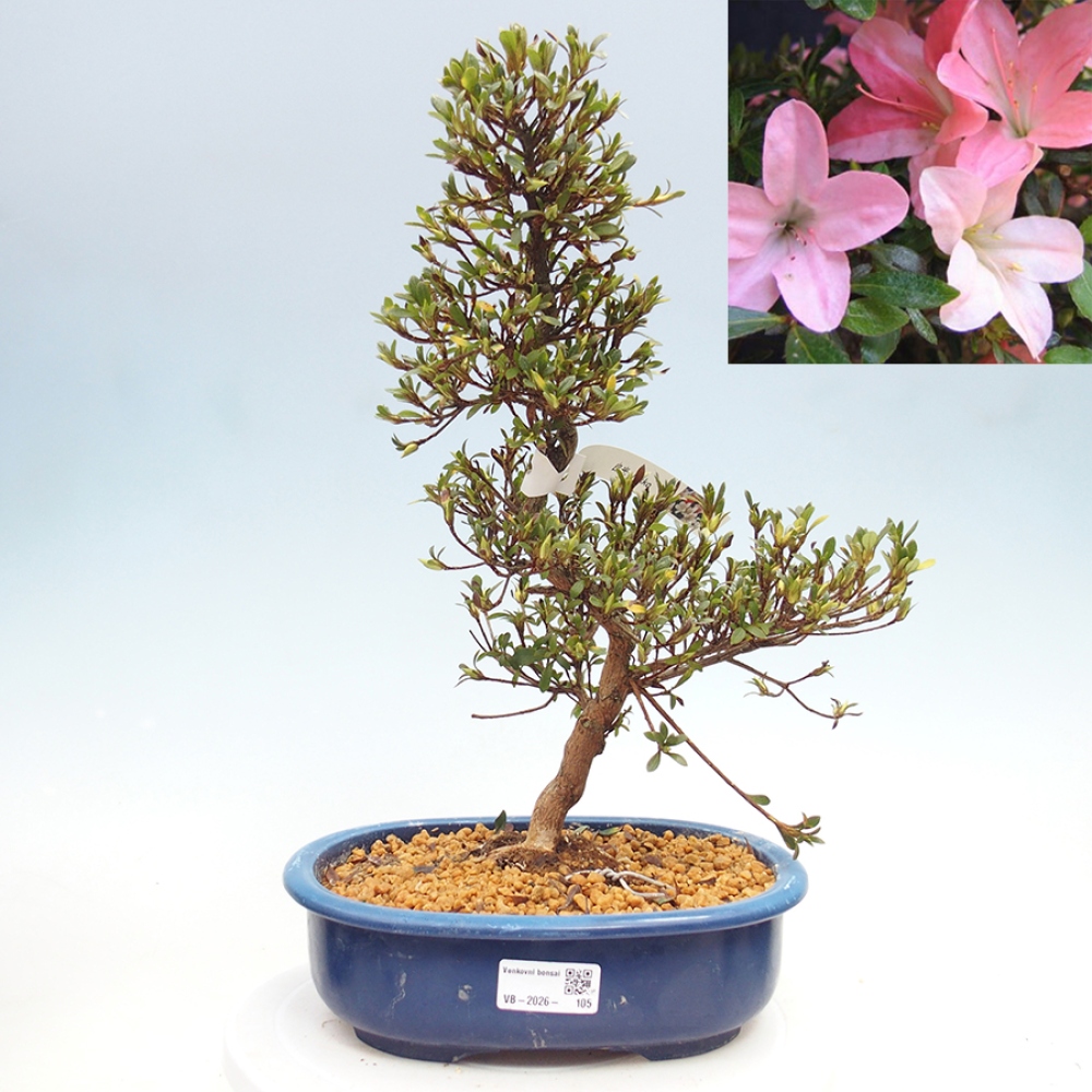 Venkovní bonsai - Japonská azalka - Azalea Nikko