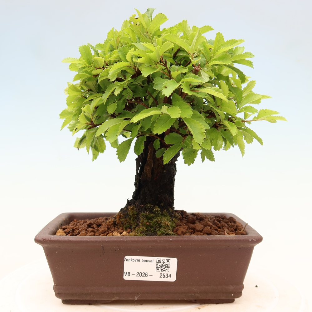 Venkovní bonsai - Zelkova - Zelkova NIRE