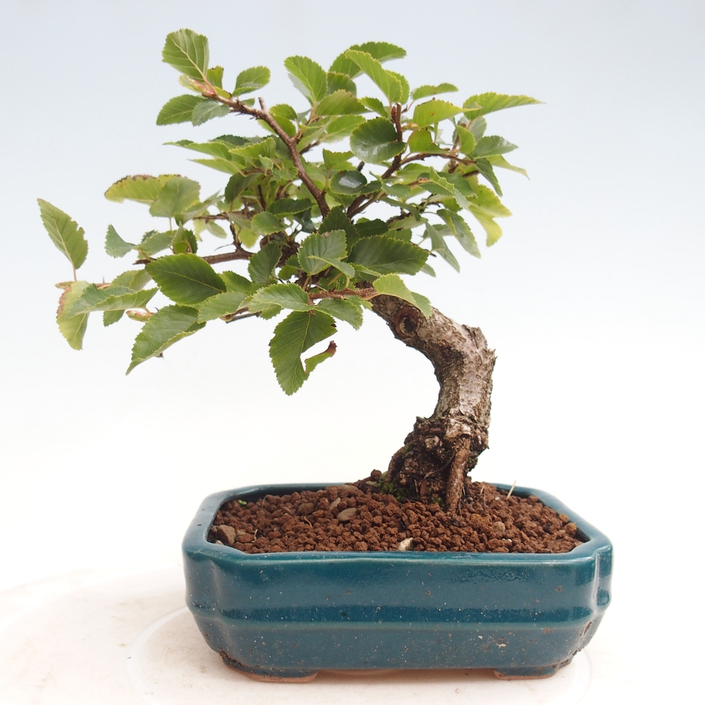 Venkovní bonsai -Carpinus CARPINOIDES - Habr korejský