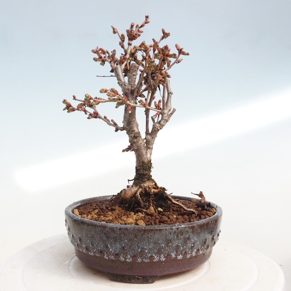 Venkovní bonsai - Prunus incisa Kojou-no mai-Slivoň vyříznutá