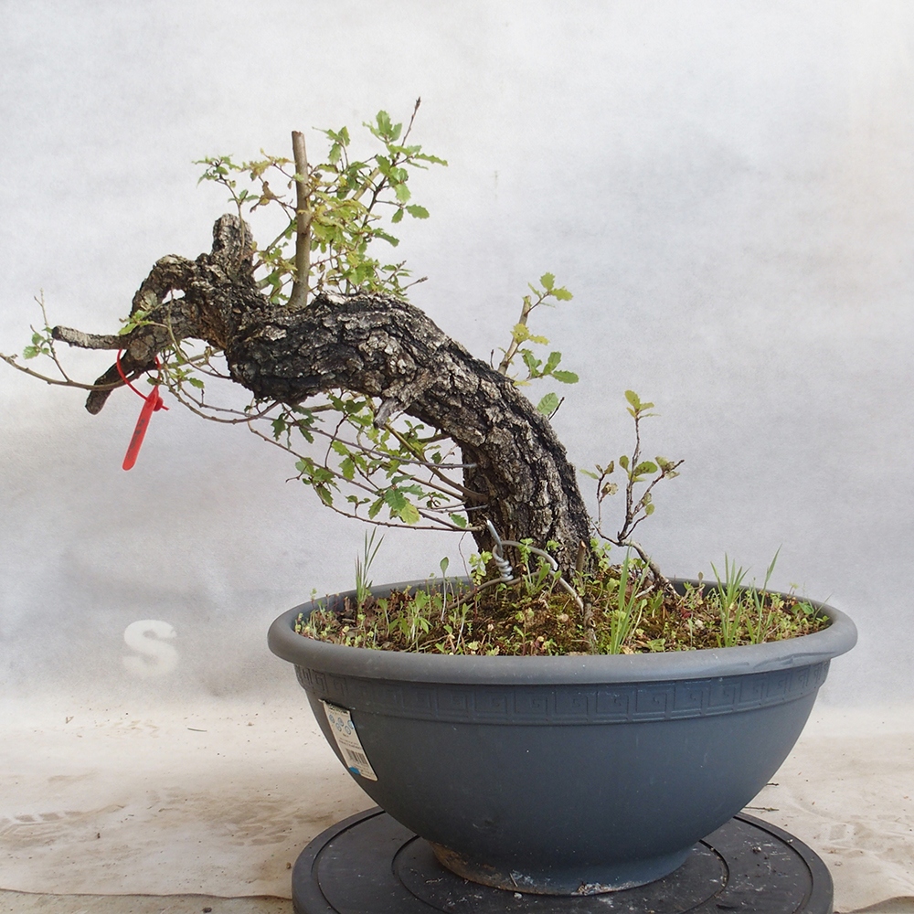 Venkovní bonsai Quercus Cerris - Dub Cer