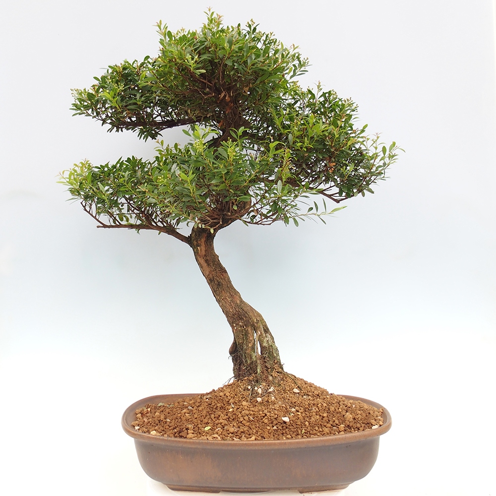 Pokojová bonsai - Syzygium - Pimentovník - POUZE OSOBNÍ ODBĚR nebo paletová přeprava