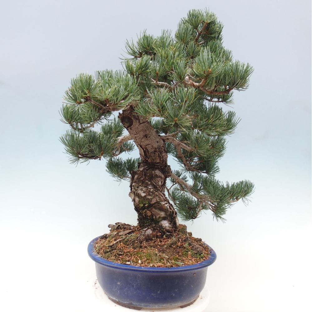 Venkovní bonsai - Pinus parviflora - Borovice drobnokvětá
