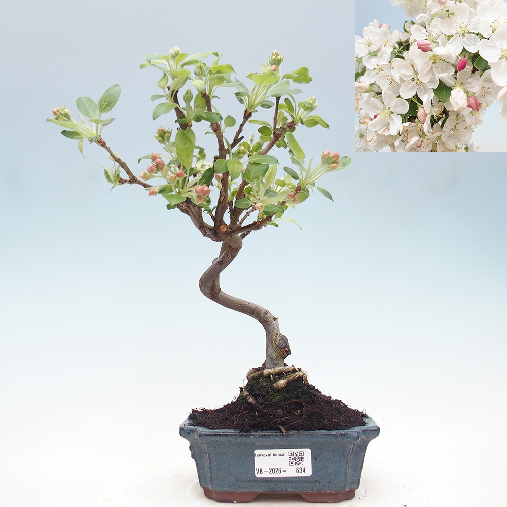Venkovní bonsai -Malus halliana - Maloplodá jabloň