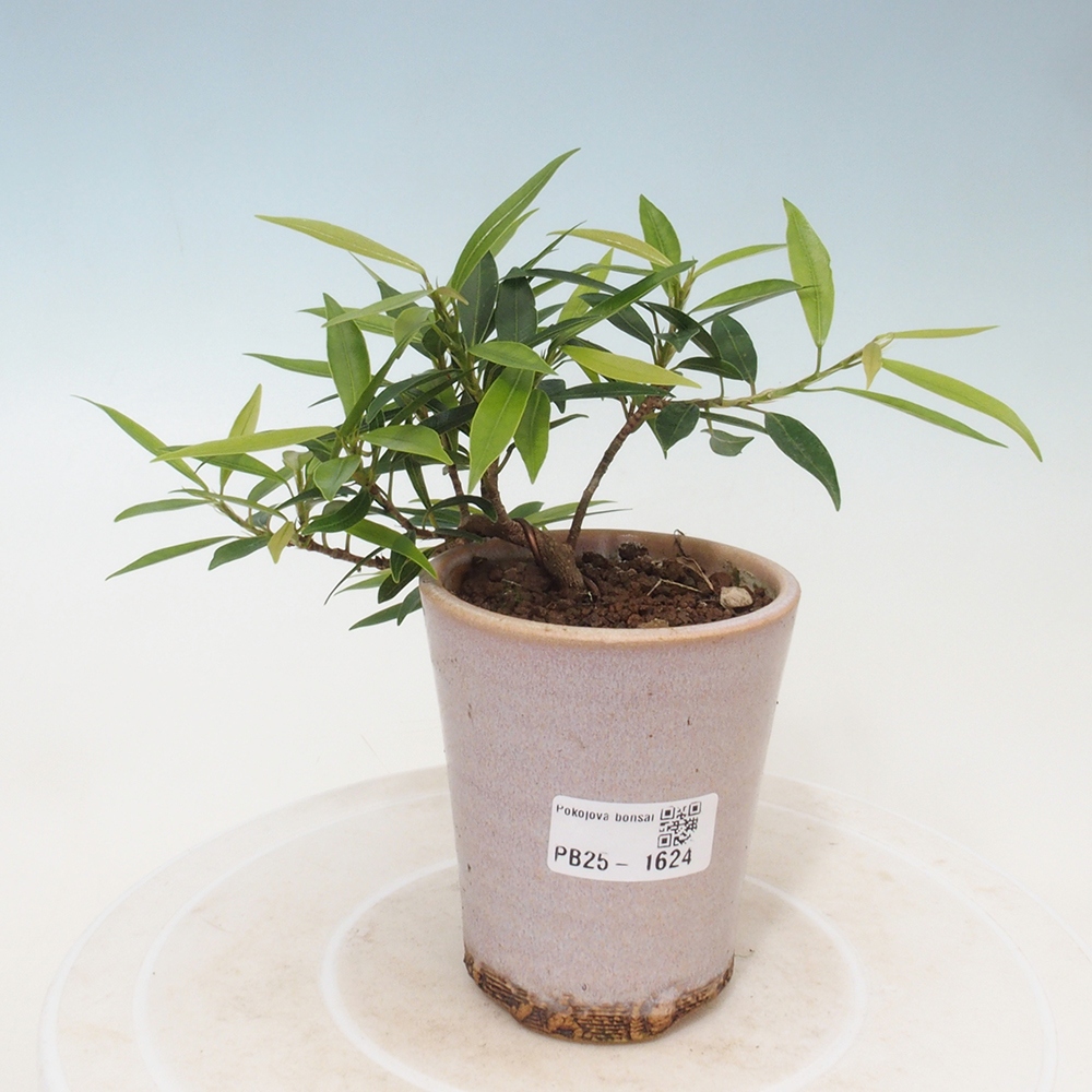 Pokojová bonsai - Ficus nerifolia -  malolistý fíkus