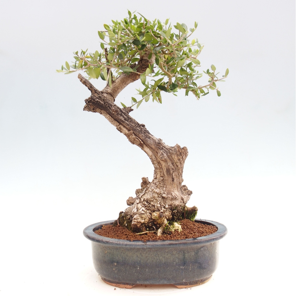 Pokojová bonsai - Olea europaea sylvestris -Oliva evropská drobnolistá