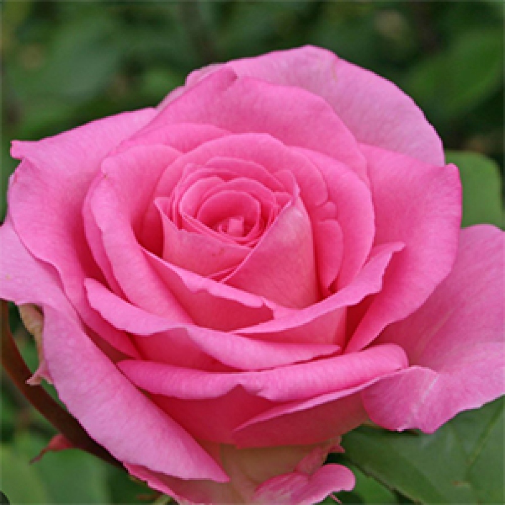 Venkovní bonsai - Rosa Kordes -  růže
