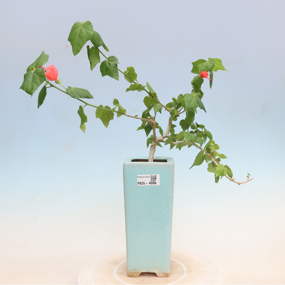 Pokojová bonsai - Malvaviscus arboreus - ibiškovec dřevnatý