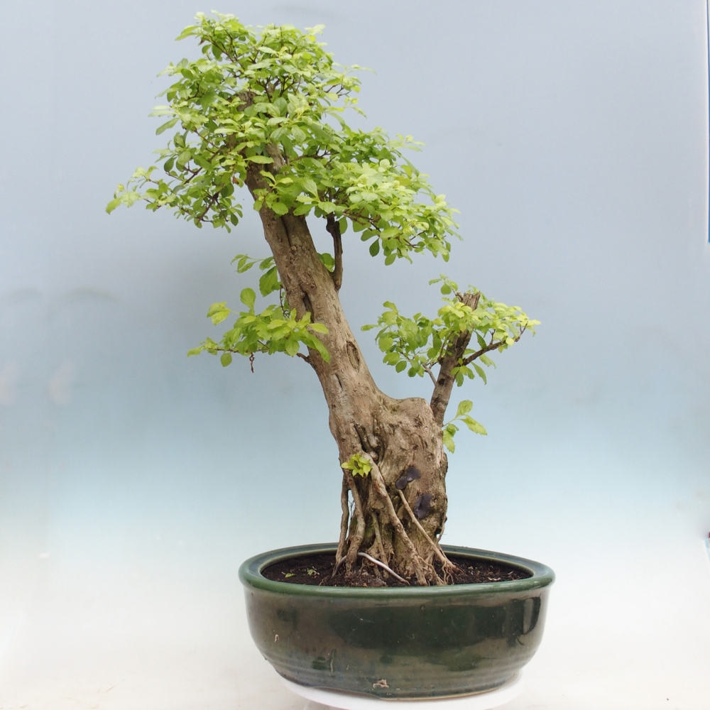 Pokojová bonsai - Duranta erecta Aurea - POUZE OSOBNÍ ODBĚR nebo paletová přeprava