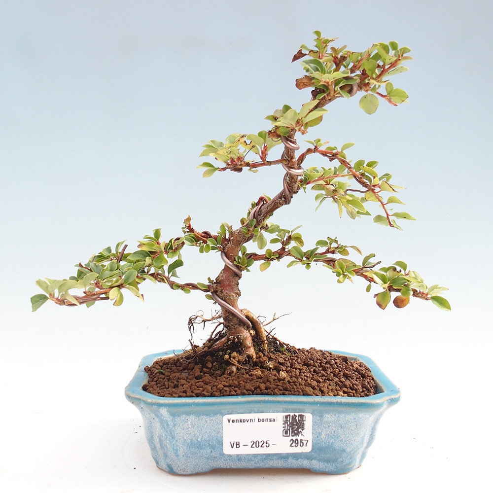 Venkovní bonsai - Cotoneaster horizontalis - Skalník