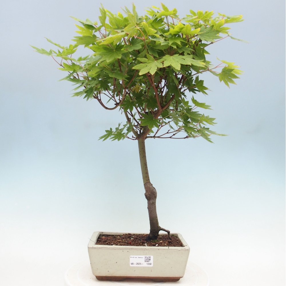 Venkovní bonsai - Javor palmatum katsura GISAN - Javor dlanitolistý
