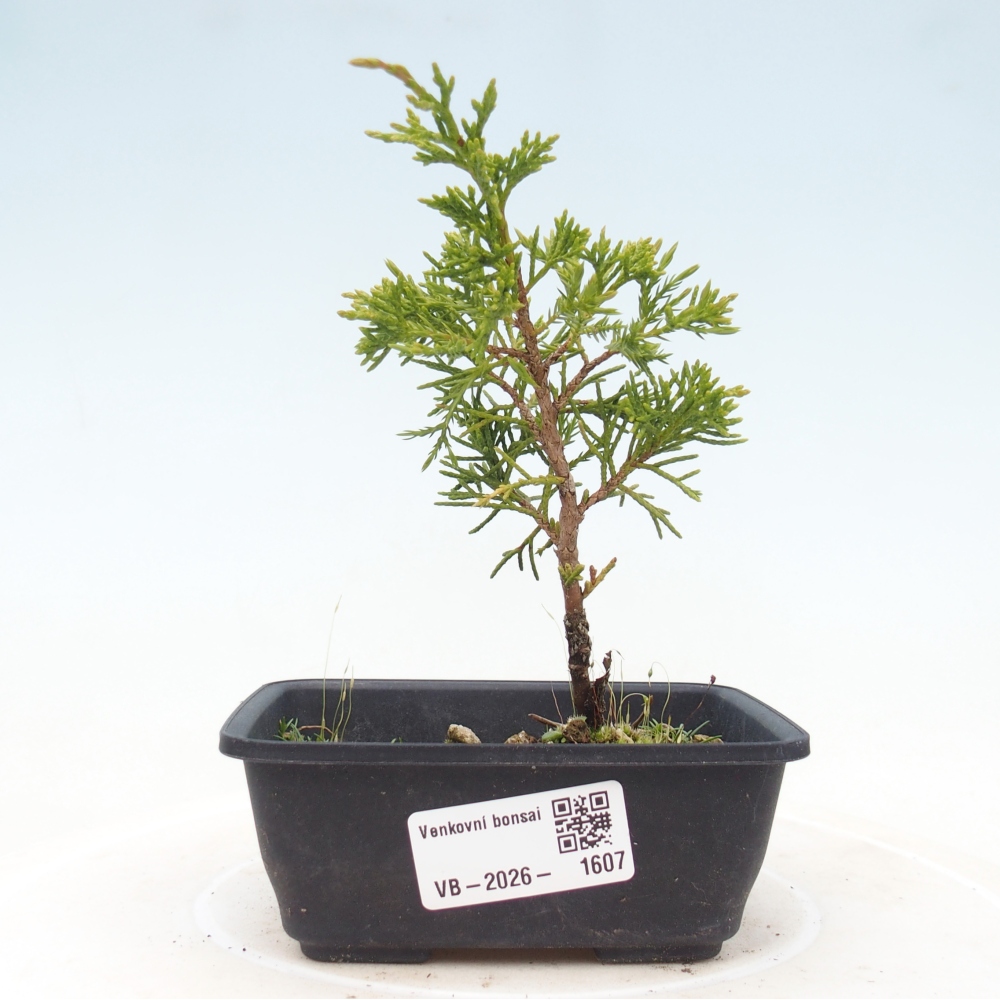 Venkovní bonsai - Juniperus chinensis Itoigawa -Jalovec čínský