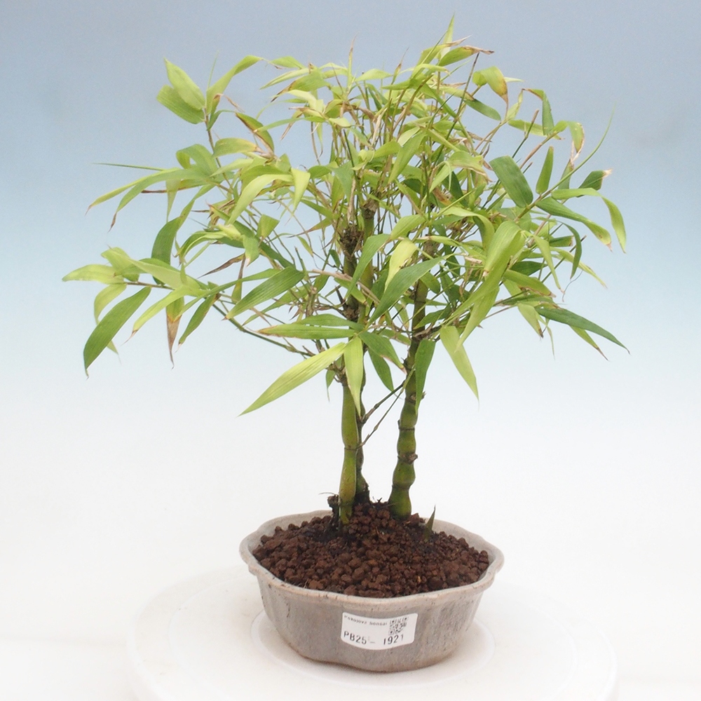 Pokojová bonsai - Bambus budha-Bambus budhovo břicho