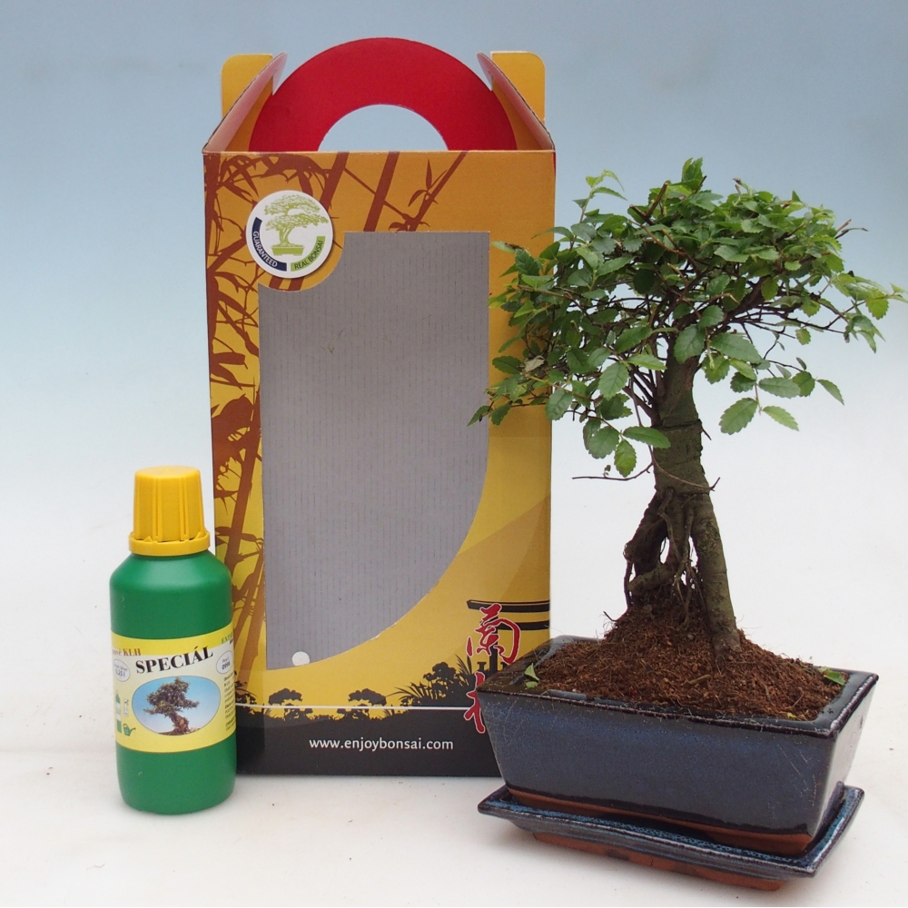Pokojová bonsai v dárkové krabičce Ulmus parvifolia - Jilm čínský