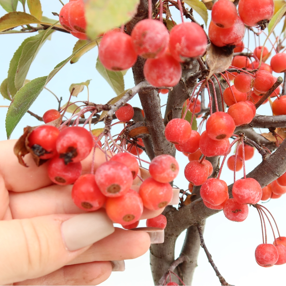 Venkovní bonsai -Malus domestica - Maloplodá jabloň červenolistá