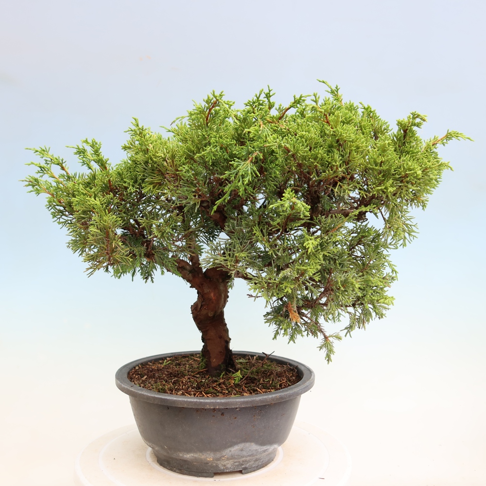 Venkovní bonsai - Juniperus chinensis Itoigawa-Jalovec čínský