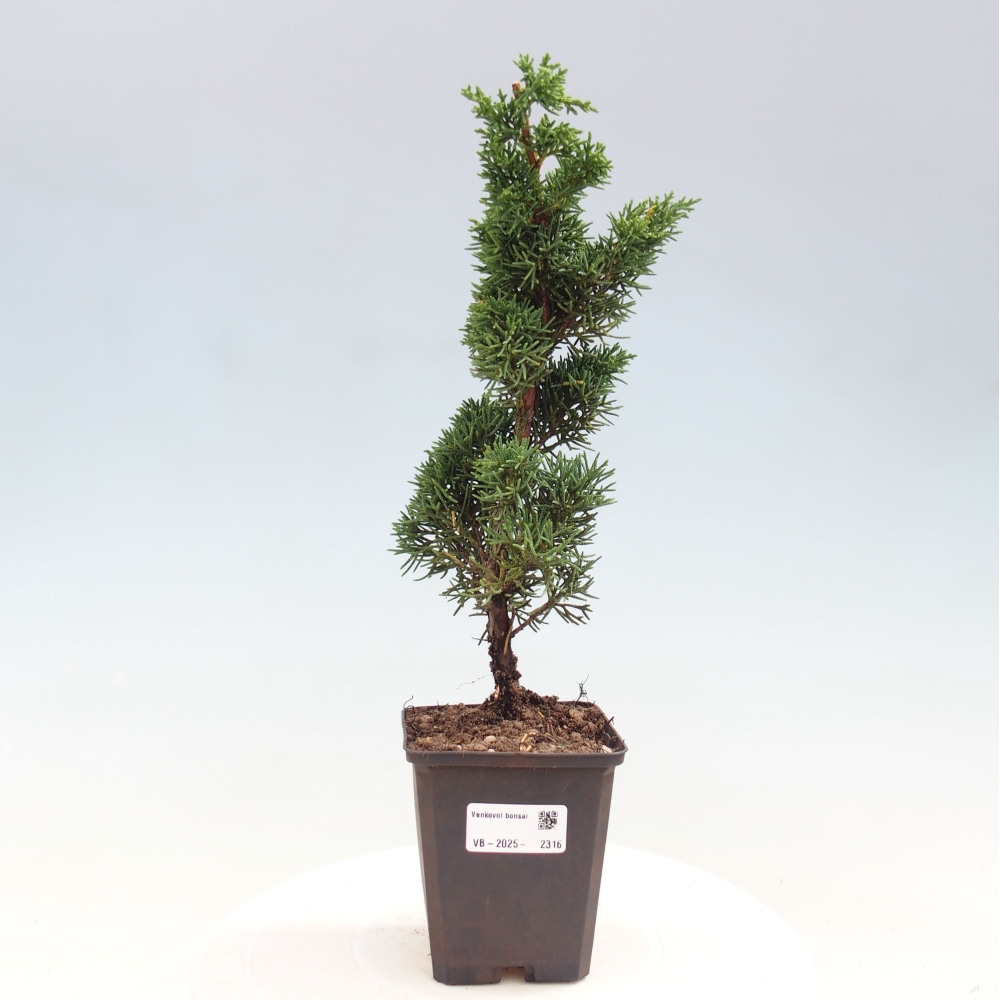 Venkovní bonsai - Juniperus chinensis Kishu -Jalovec čínský