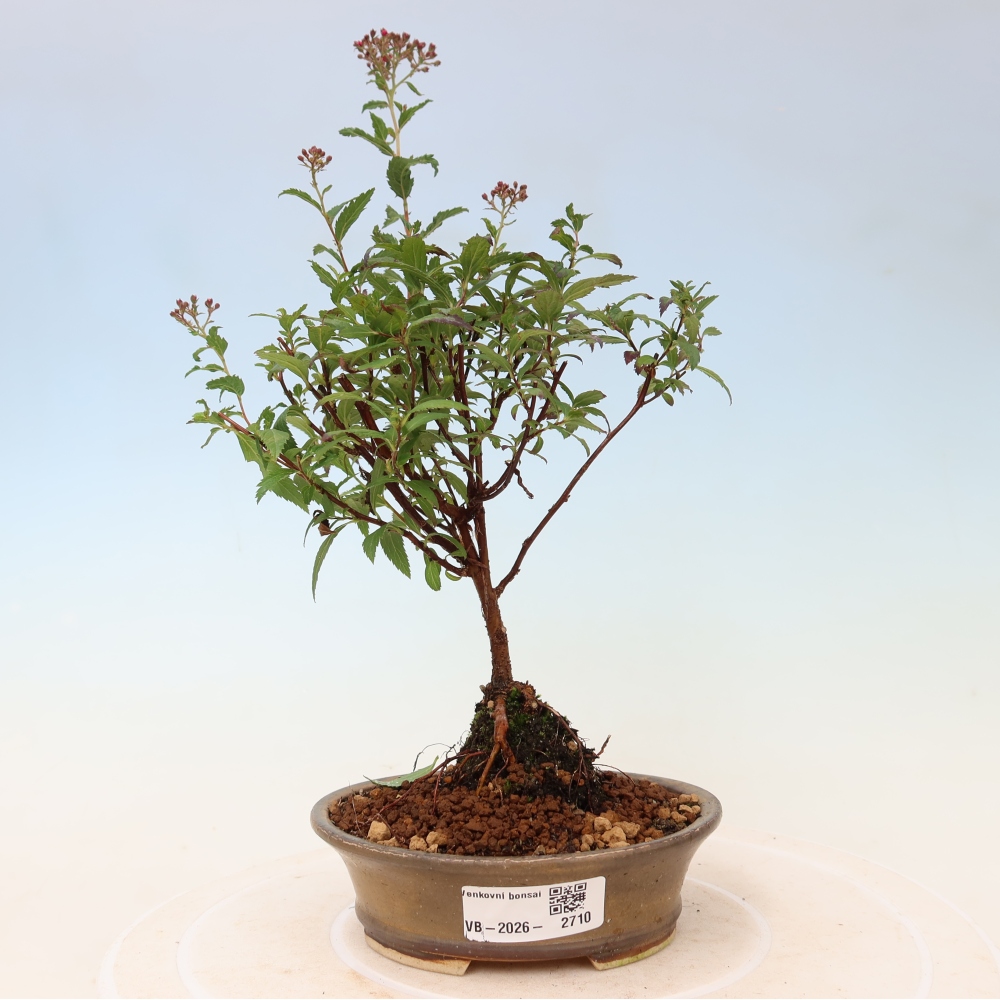 Venkovní bonsai - tavolník japonský - Spirea japonica Anthony Waterer
