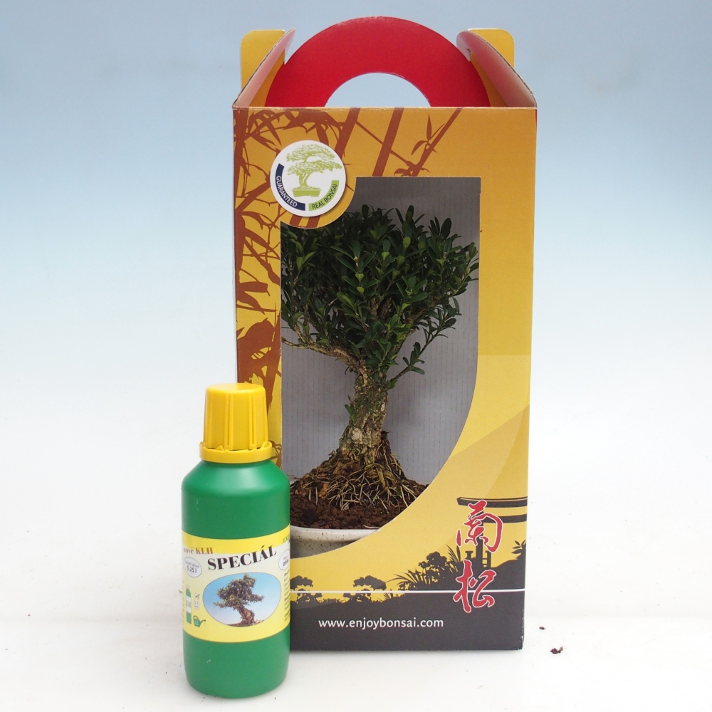 Pokojová bonsai v dárkové krabičce Buxus harlandii -korkový buxus