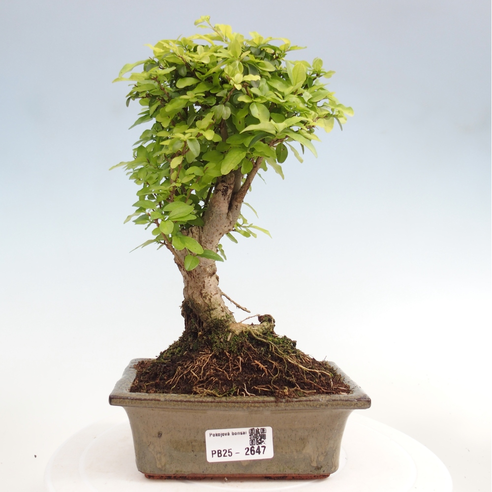 Pokojová bonsai -Ligustrum chinensis - Ptačí zob