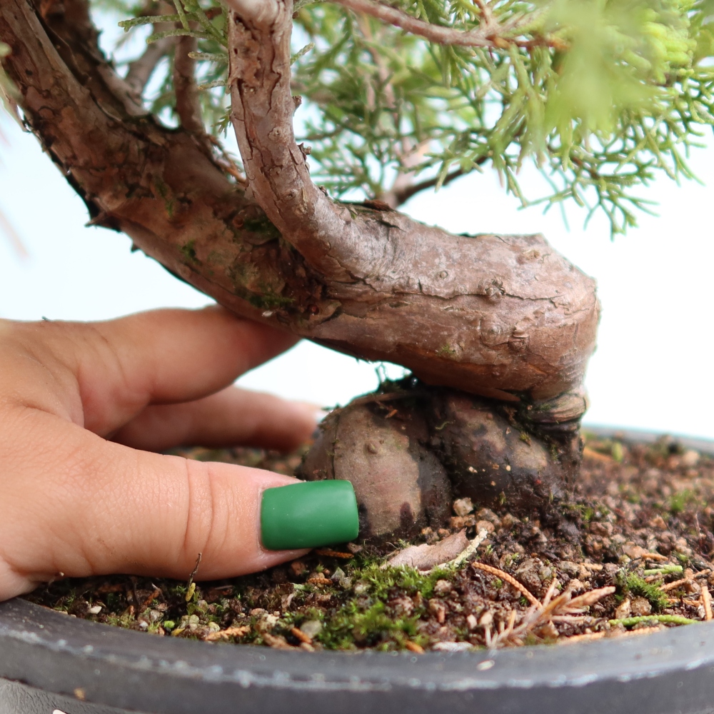 Venkovní bonsai - Juniperus chinensis Itoigawa-Jalovec čínský