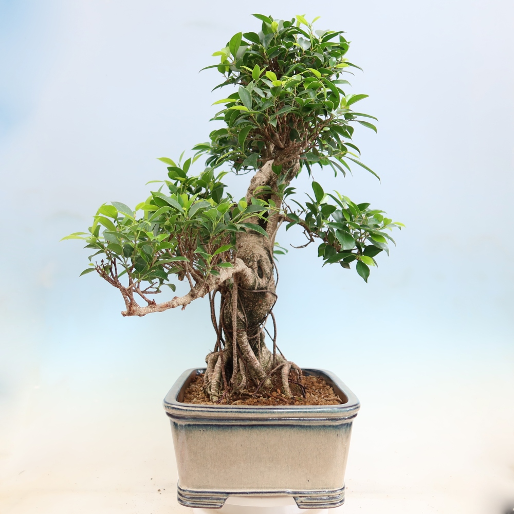 Pokojová bonsai - Ficus kimmen -  malolistý fíkus