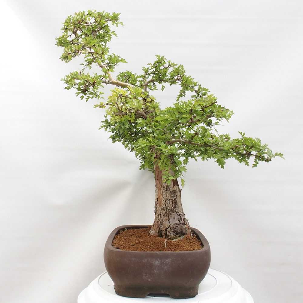 Venkovní bonsai - Hloh - Crataegus monogyna