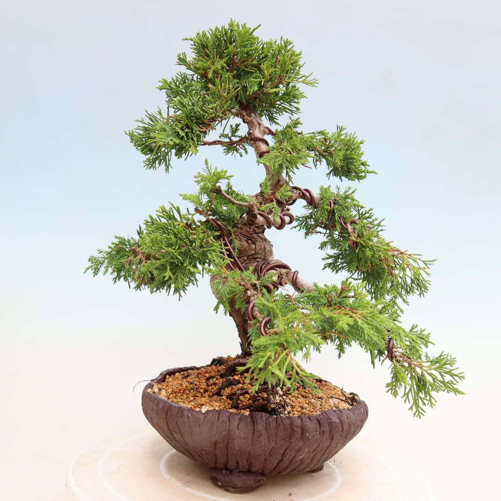 Venkovní bonsai - Juniperus chinensis Itoigawa-Jalovec čínský