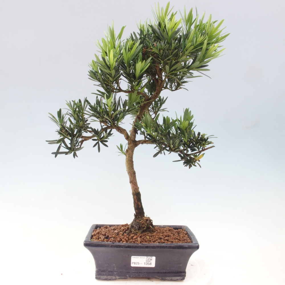 Pokojová bonsai - Podocarpus - Kamenný tis