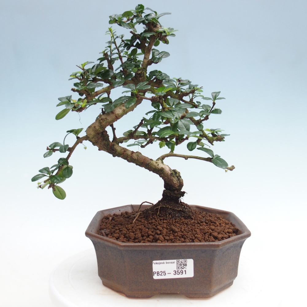 Pokojová bonsai - Carmona macrophylla - Čaj fuki