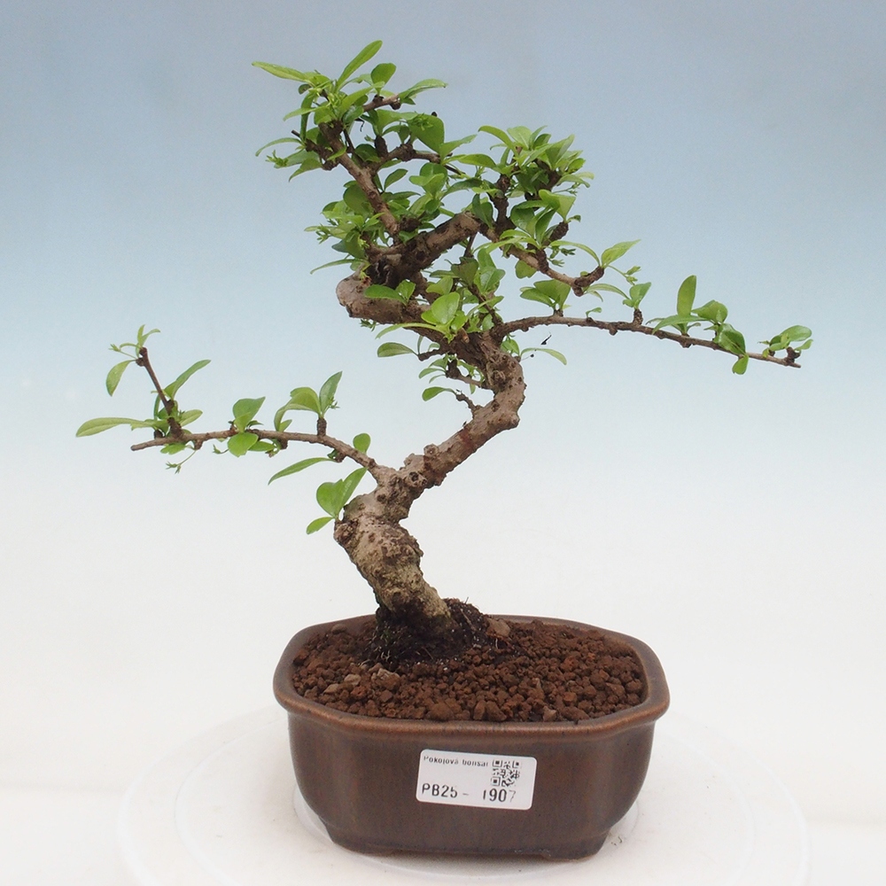 Pokojová bonsai - Carmona macrophylla - Čaj fuki