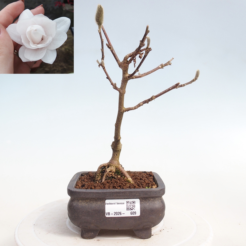 Venkovní bonsai - Magnolia stellata  -  Šácholán hvězdokvětý