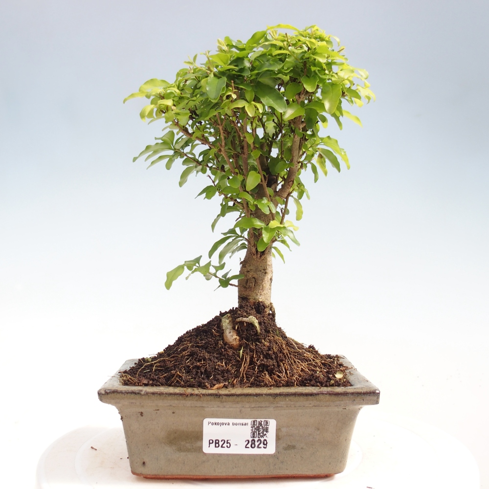 Pokojová bonsai -Ligustrum chinensis - Ptačí zob