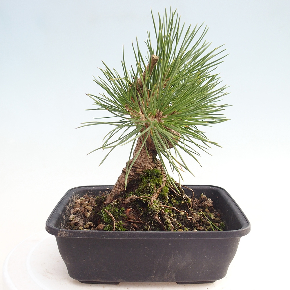 Venkovní bonsai - Pinus thunbergii - Borovice thunbergova