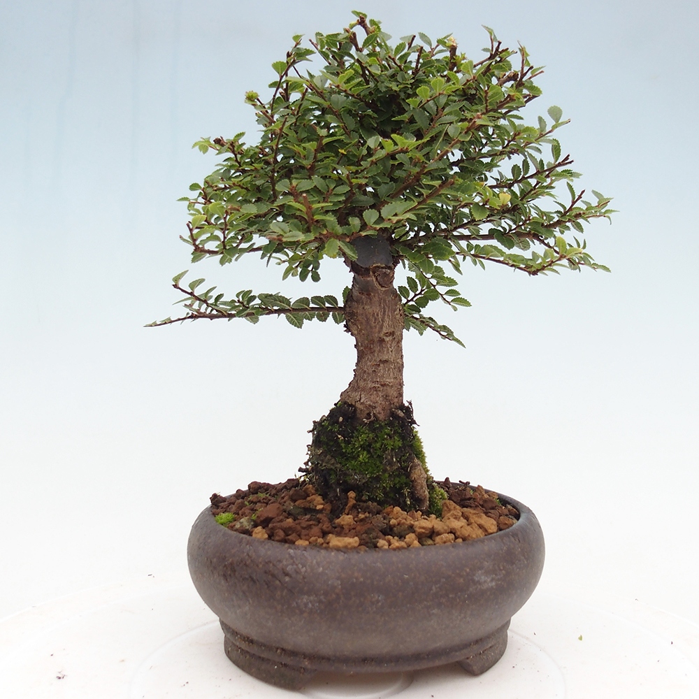 Venkovní bonsai - Ulmus parvifolia Hokkaido - jilm Čínský
