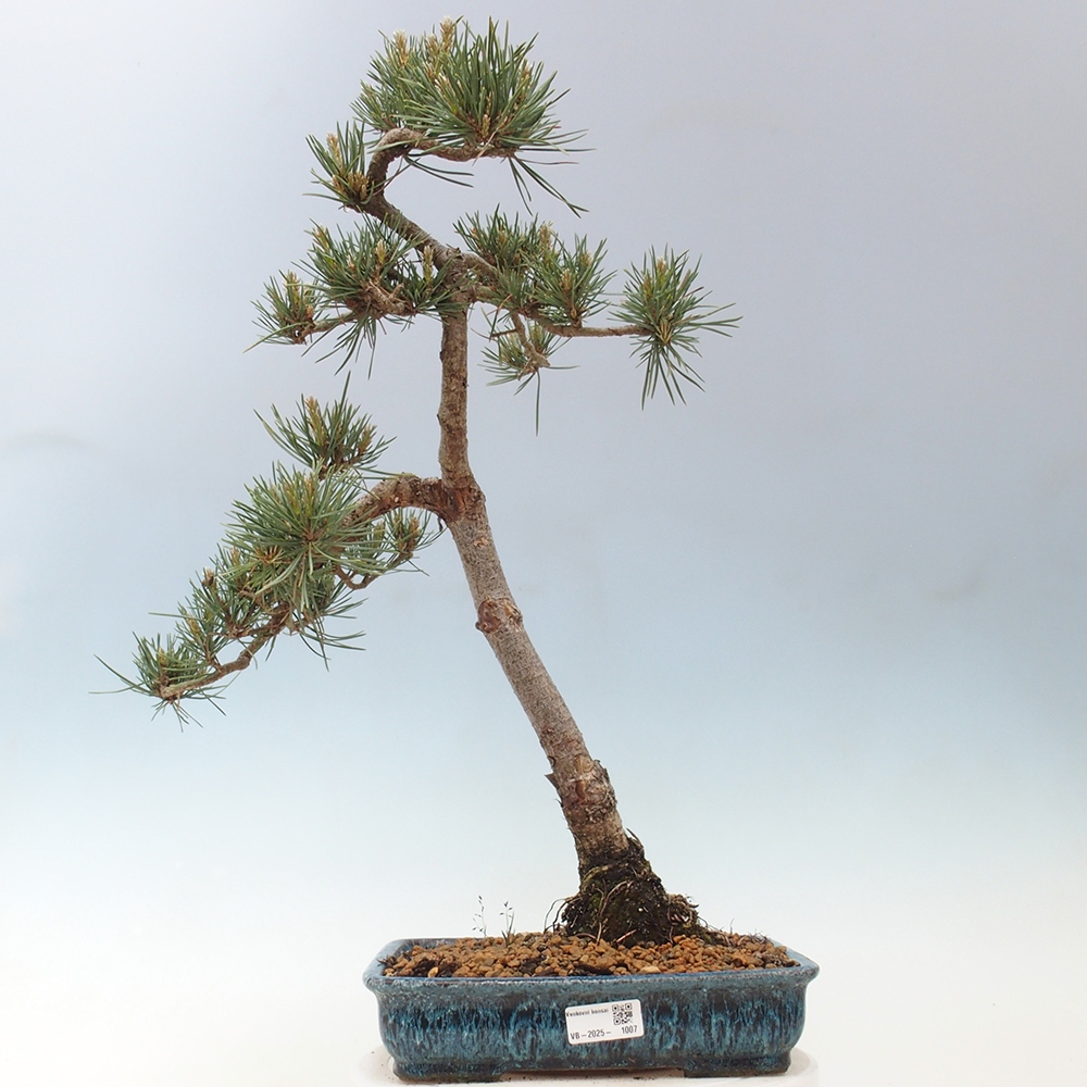 Venkovní bonsai - Pinus Sylvestris Watererri - Borovice lesní