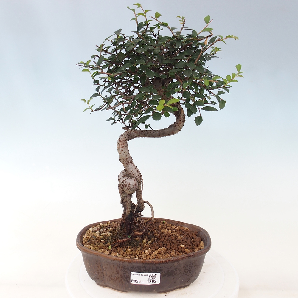 Pokojová bonsai - Ulmus parvifolia - Malolistý jilm