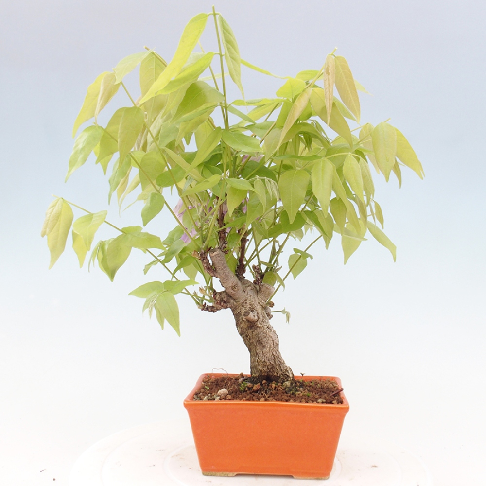 Venkovní bonsai - Vistarie květnatá - Wisteria floribunda