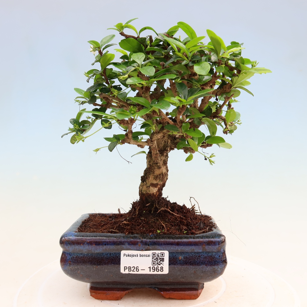 Pokojová bonsai - Carmona macrophylla - Čaj fuki