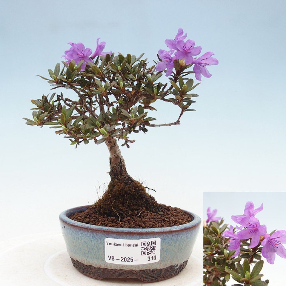 Venkovní bonsai - Rhododendron - pěnišník